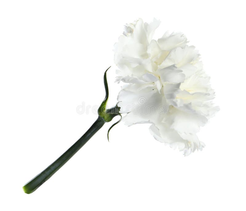 Beautiful Aromatic Carnation Flower Isolated on White Stock Photo Image of natural, bright