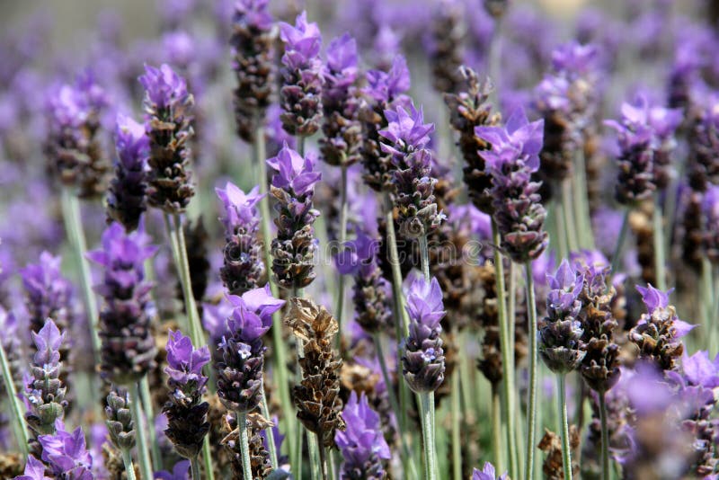 Beautiful and Aromatic Purple Lavender Flowers for Multiple Uses and ...