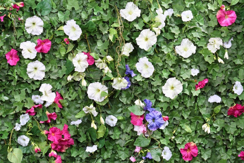 Beautiful Artificial Green Hedge with Flowers. Stock Image Image of