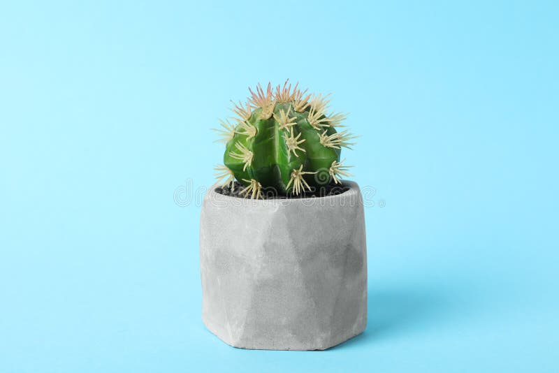 Beautiful Artificial Plant in Flower Pot on Blue Background Stock Image
