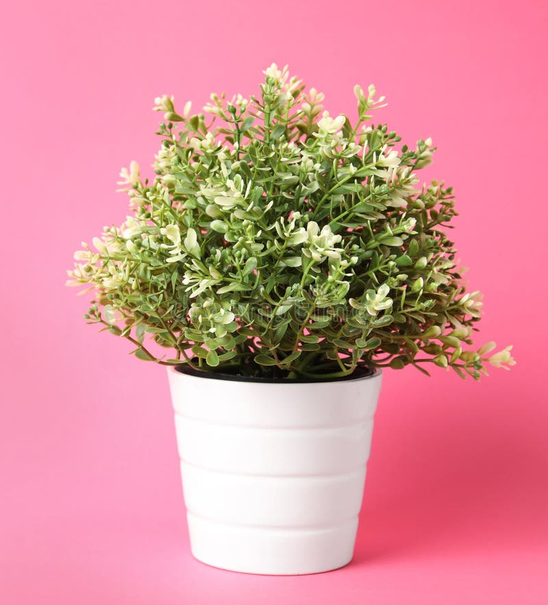 Artificial Plant in Flower Pot on Pink Background Stock Photo Image