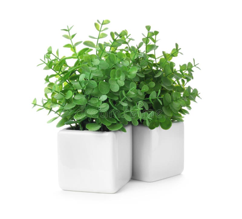 Beautiful Artificial Plants in Flower Pots Isolated Stock Photo Image