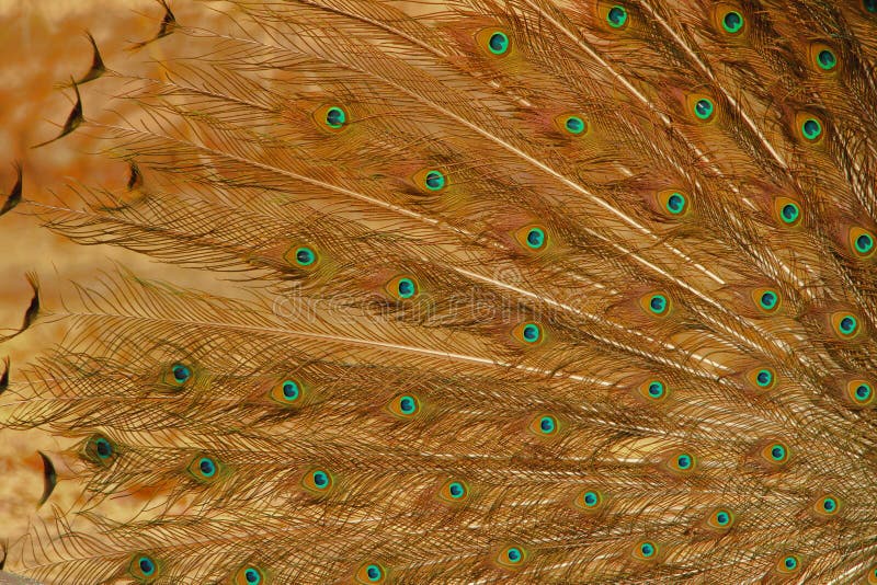 Beautiful, Artistic Colored Peacock Feather, Natural, Nature. Wallpaper  Stock Image - Image of beautiful, peacock: 184609825
