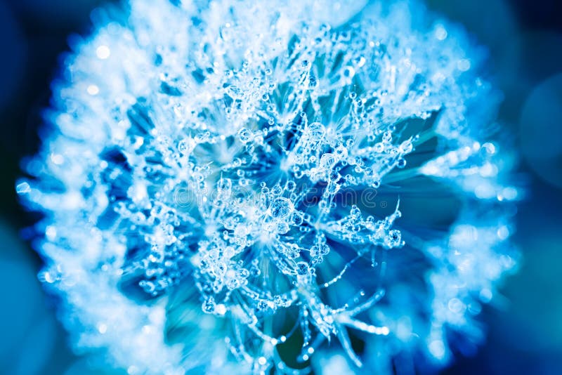 Beautiful artistic fantastic nature. Drops of water on a dandelion flower. Amazing bright blue toned image stock photos Beautiful artistic fantastic nature. Drops of water on a dandelion flower. Amazing bright blue toned image stock photos