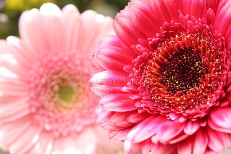 Beautiful, artistic gerbera flower stock photos