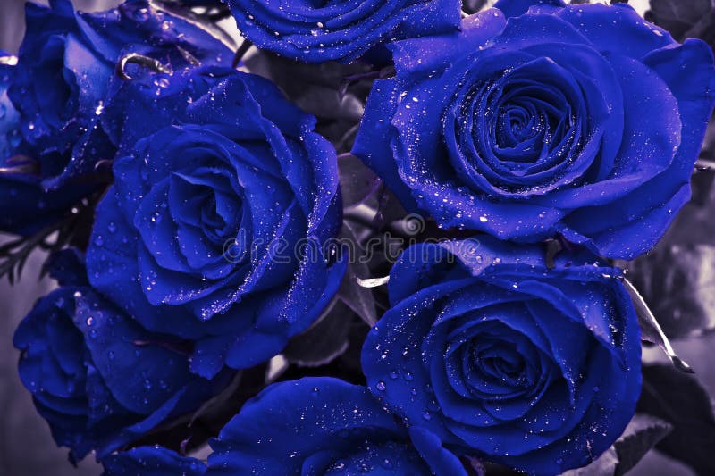 61,858 Blue Roses Stock Photos - Free & Royalty-Free Stock Photos from  Dreamstime