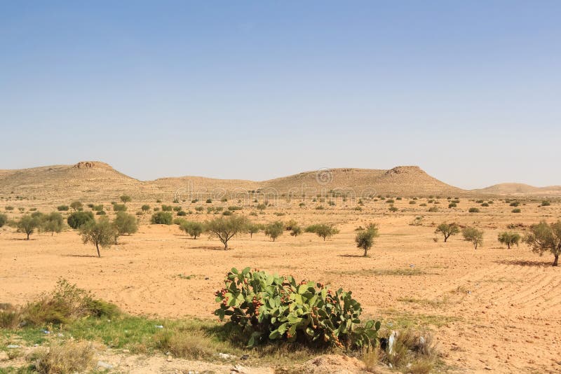 Beautiful asian savannah with sparse vegetation