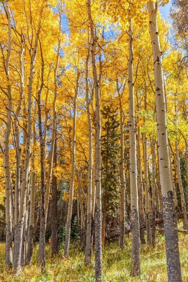 Beautiful Aspen Grove in Fall Stock Photo Image of outdoors