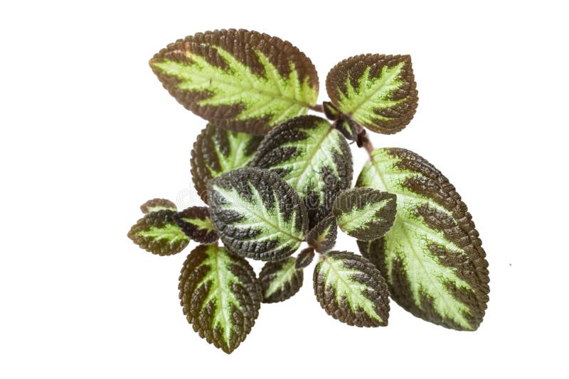 Beautiful and attractive tropical leaves of Episcia Cupreata