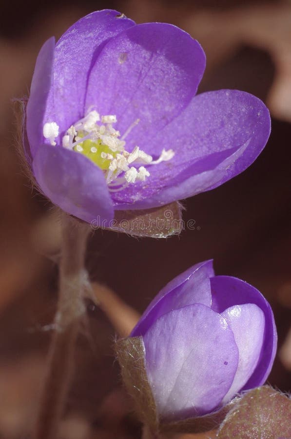 Beautiful liverwort flower in spring.