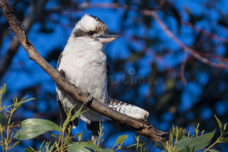 Beautiful Australian White Bird - Kookaburra royalty free stock photo Beautiful Australian White Bird - Kookaburra royalty free stock photo
