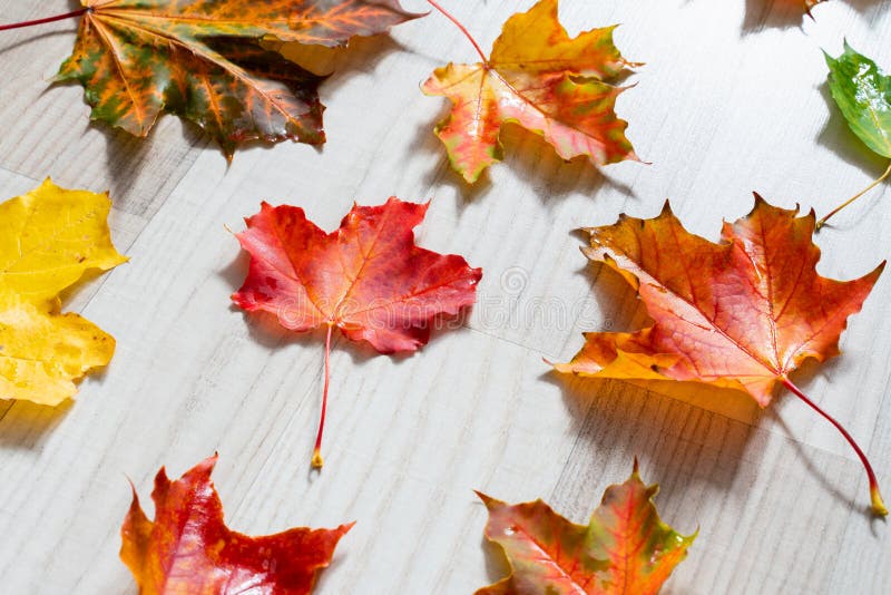 Beautiful Autumn Background Colorful Maple Leaves On Wooden Surface. Design  Wallpaper Stock Photo, Picture and Royalty Free Image. Image 131315667.
