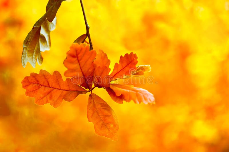 Beautiful autumn backgroung. Bright oak leaves in autumn forest Floral background with soft selective focus, shallow depth of field