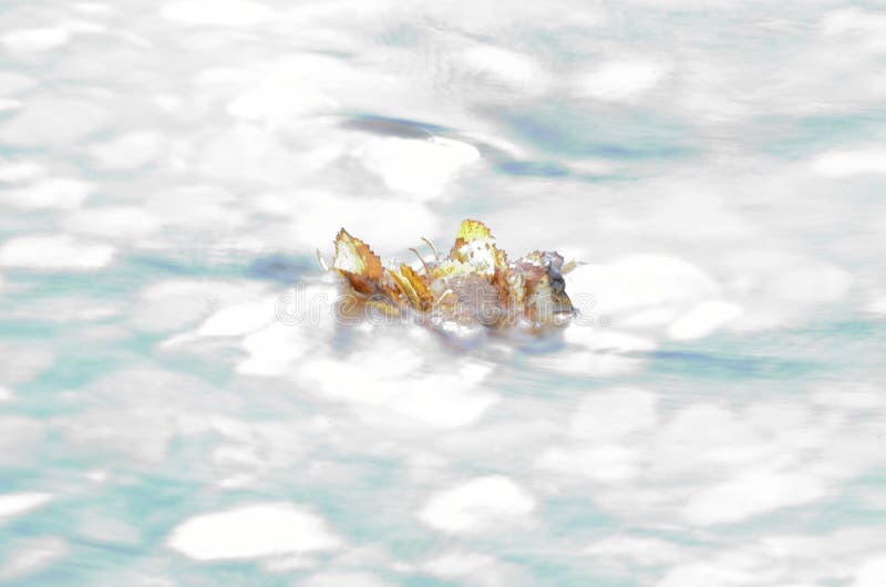 Beautiful autumn birch leaf stuck in cold river current