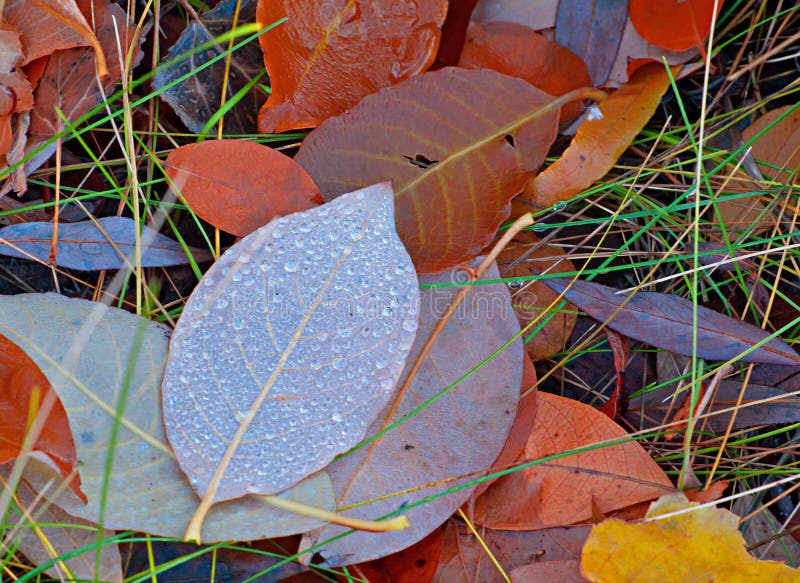Beautiful autumn colors stock photo. Image of green, yellow - 16737376