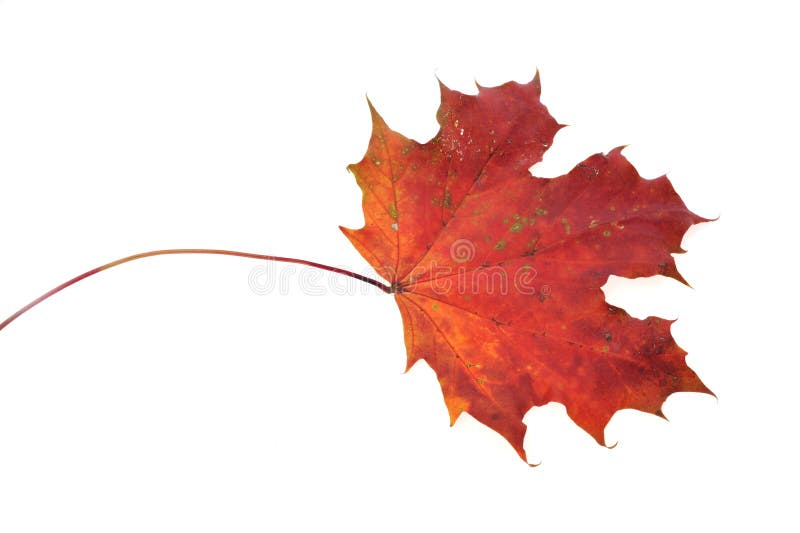 Beautiful autumn colour leaf