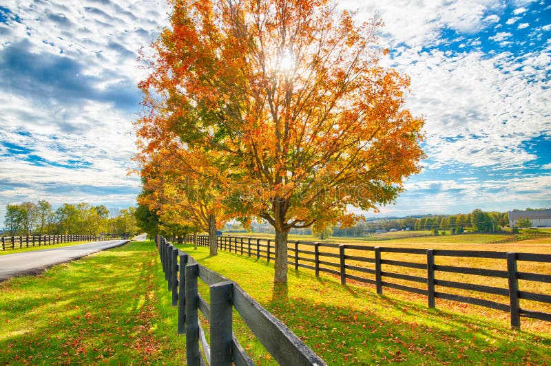 Beautiful autumn country landscape with road, colorful tree and pastures of horse farm