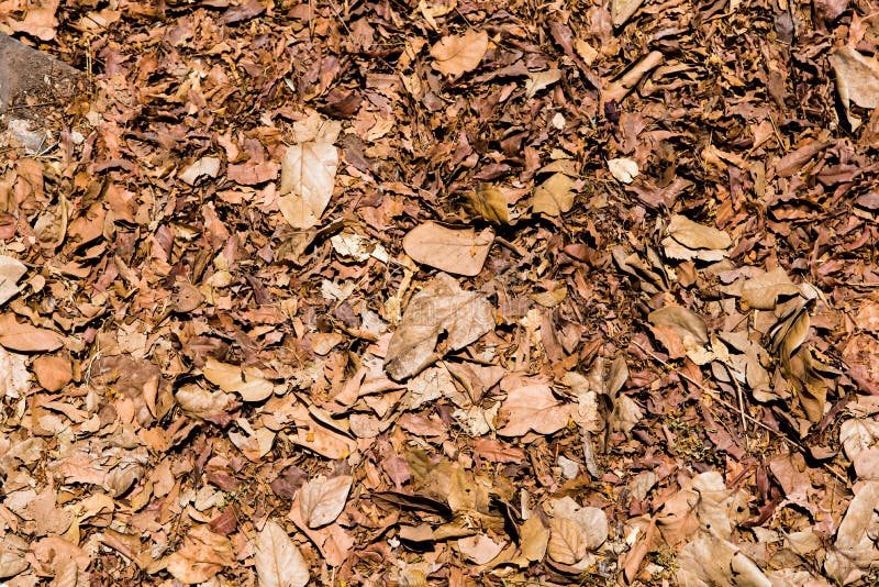 Beautiful Autumn Dry Leaves Background, Top View of Autumn Dry Leaves  Wallpaper Stock Photo - Image of food, natural: 148001744