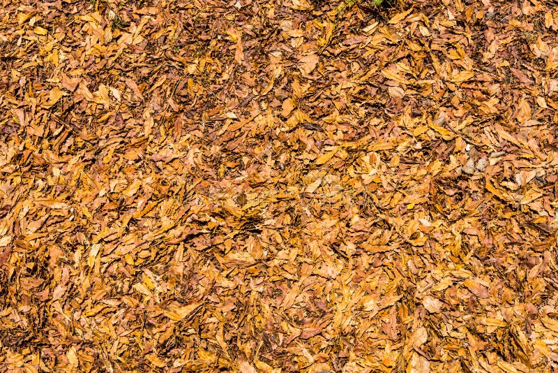 Beautiful Autumn Dry Leaves Background, Top View of Autumn Dry Leaves Wallpaper Stock Image - Image of plant, color: 148001897 Beautiful Autumn Dry Leaves Background, Top View of Autumn Dry Leaves Wallpaper Stock Image - Image of plant, color: 148001897