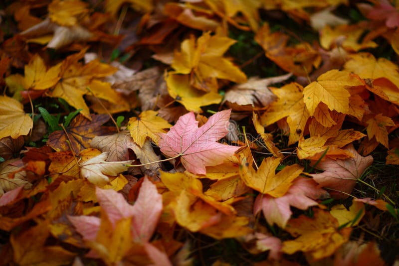 Beautiful autumn foliage royalty free stock photo Beautiful autumn foliage royalty free stock photo