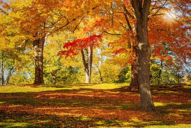 New England Maple Tree in Fall Colors Stock Photo - Image of colorful ...