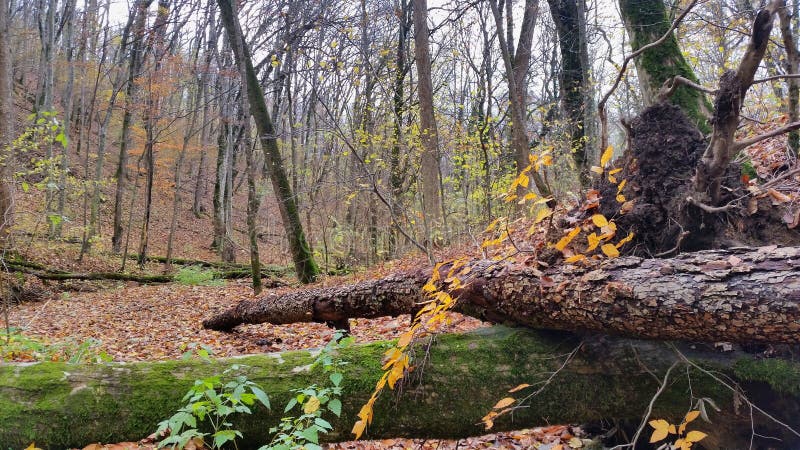 Beautiful autumn forest. Fallen trees with moss. Natural landscape.