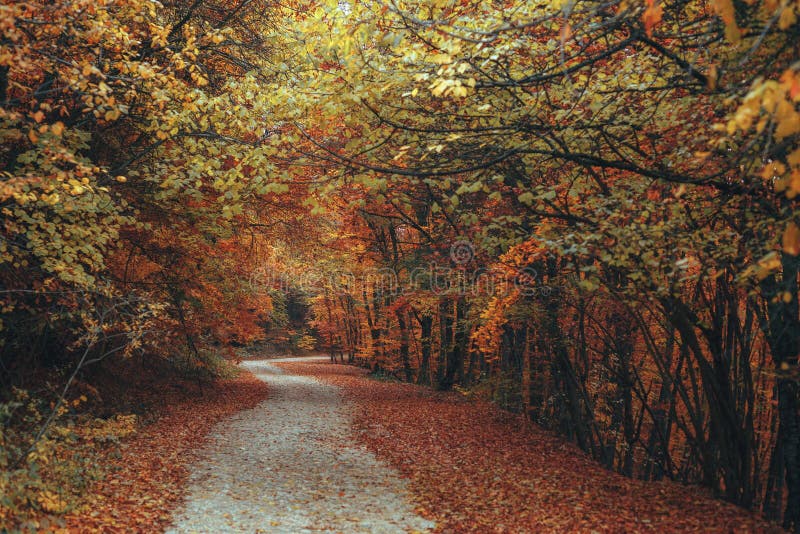 Beautiful autumn forest mountain path