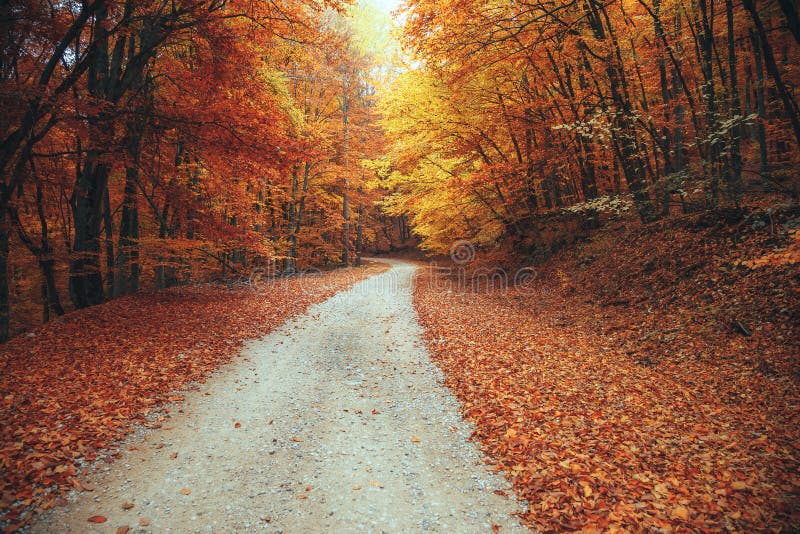 Beautiful autumn forest mountain path