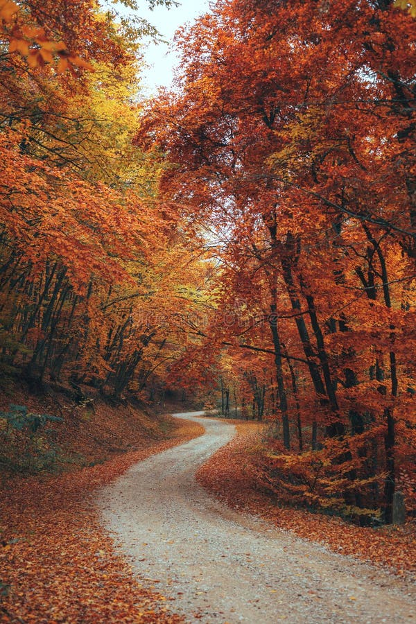 Beautiful Autumn Forest Mountain Path Stock Image Image Of Magic