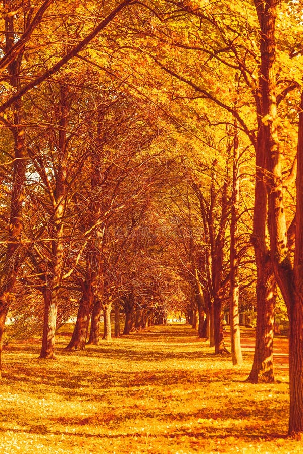 Beautiful Autumn Landscape Background Vintage Nature Scene In Fall