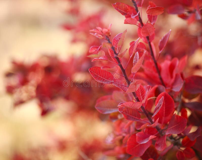 Beautiful autumn landscape in forest, red leaves in sunlight