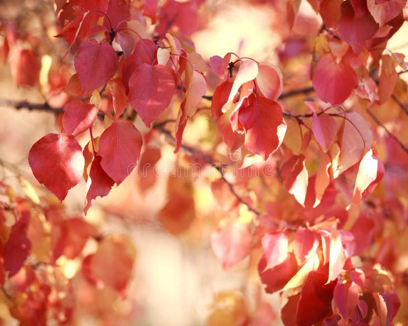 Beautiful autumn landscape in forest, red leaves in sunlight