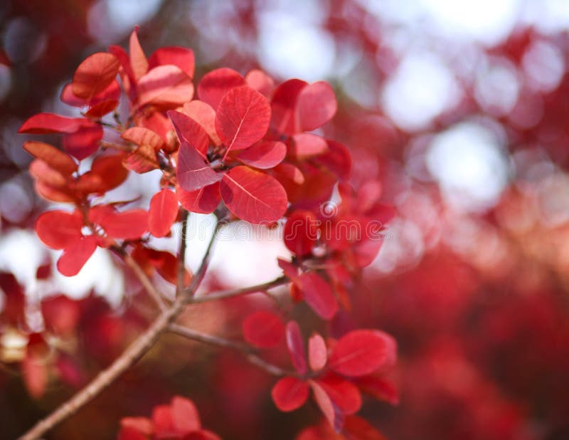 Beautiful autumn landscape in forest, red leaves in sunlight