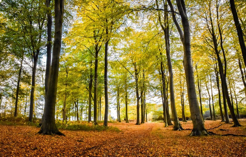 Autumn Landscape in Staffordshire, England royalty free stock images Autumn Landscape in Staffordshire, England royalty free stock images