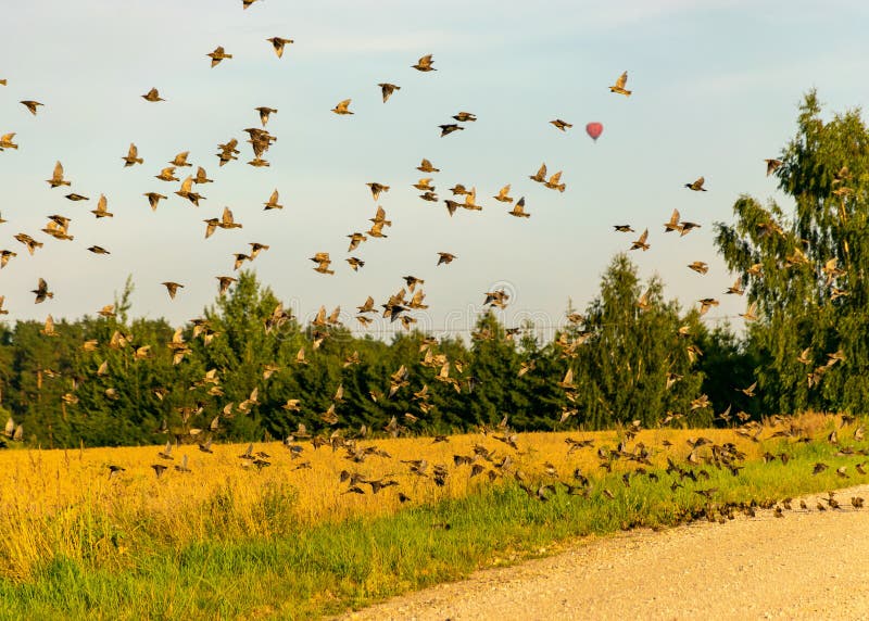 Beautiful autumn landscape with many small migratory birds flying, migratory birds flying away