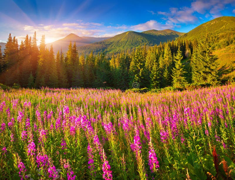 Beautiful autumn landscape in mountains with pink flowers.