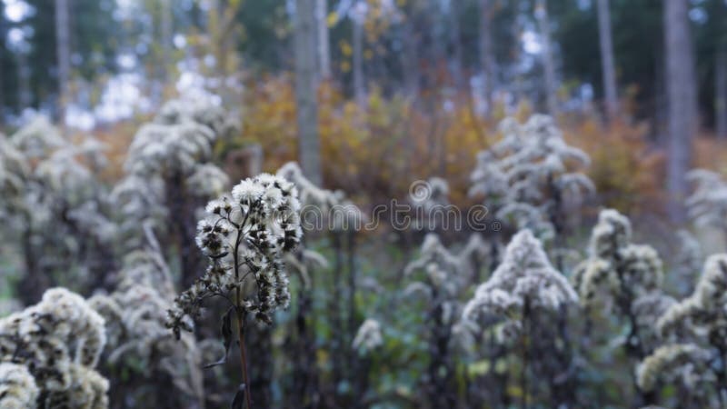Beautiful autumn landscape with trees and flowers. Colorful foliage in the forest. stock photos Beautiful autumn landscape with trees and flowers. Colorful foliage in the forest. stock photos
