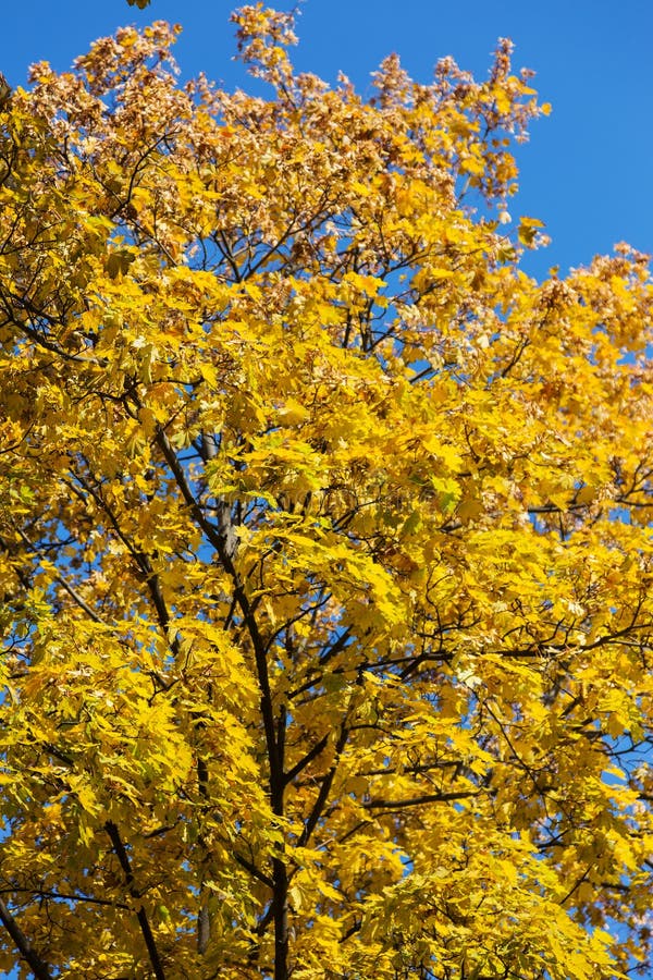 Beautiful Autumn Landscape with Yellow Trees and Sun. Colorful F Stock ...