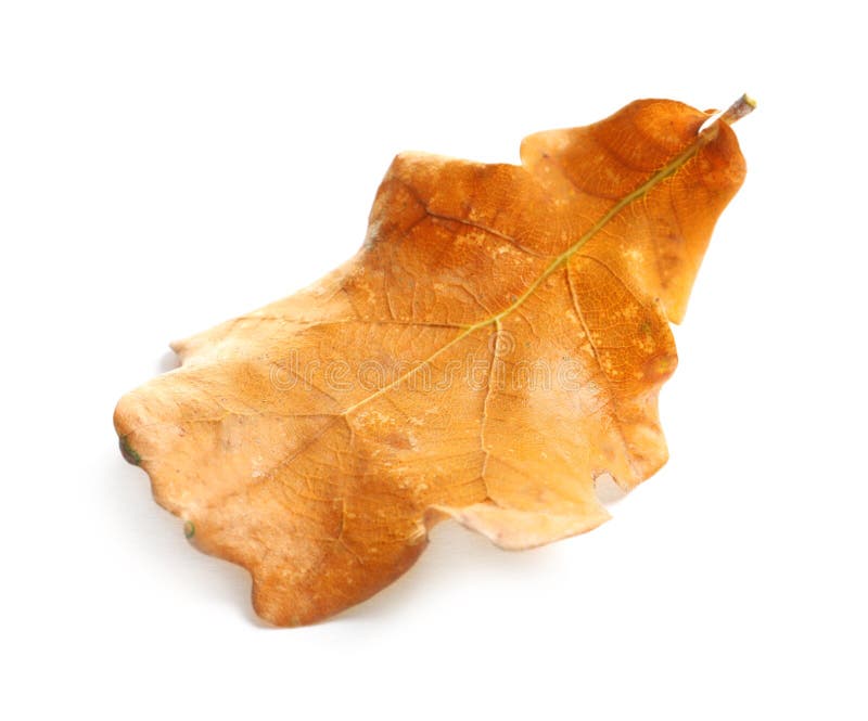 Beautiful autumn leaf on white background