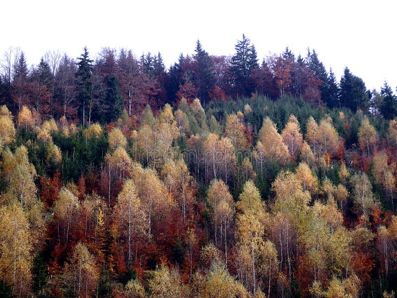 Beautiful autumn mixed forest