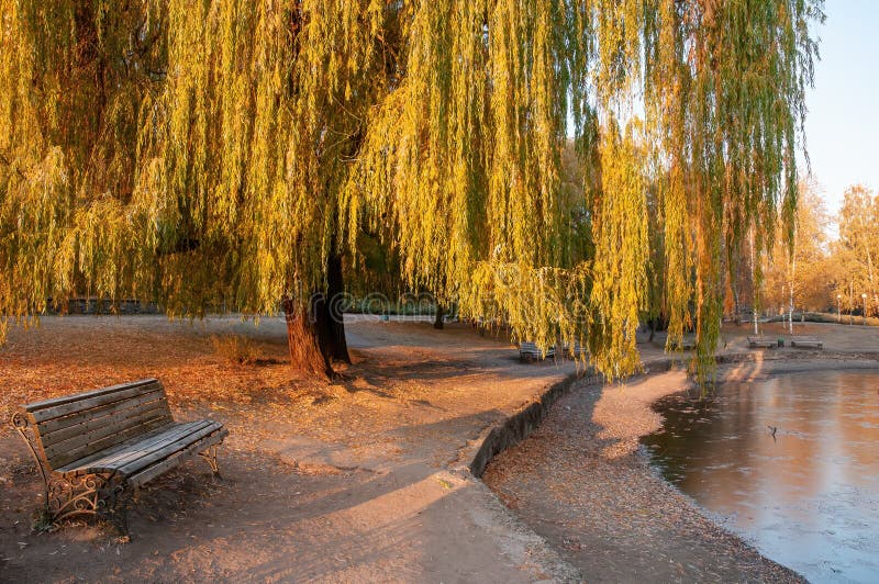 Beautiful autumn park with bench and yellowed weeping willow tree