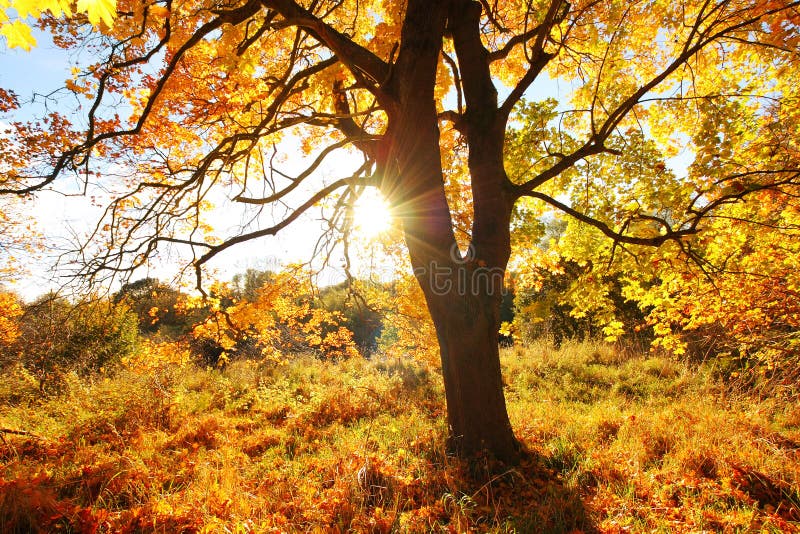 Beautiful Autumn in the Park, Scotland