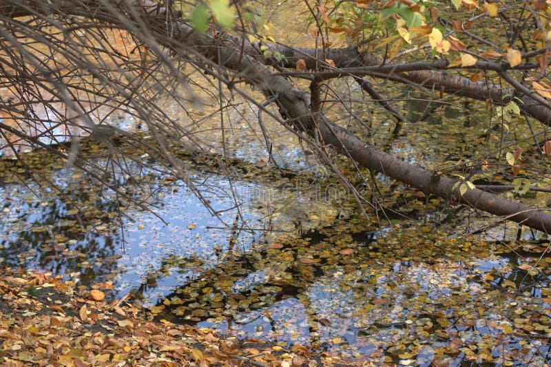 Beautiful autumn park stock photos