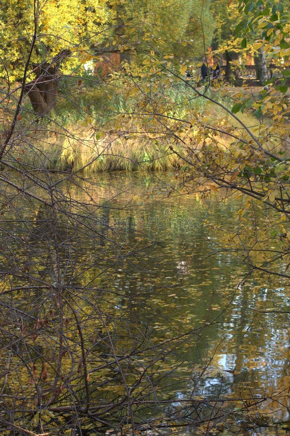Beautiful autumn park stock image