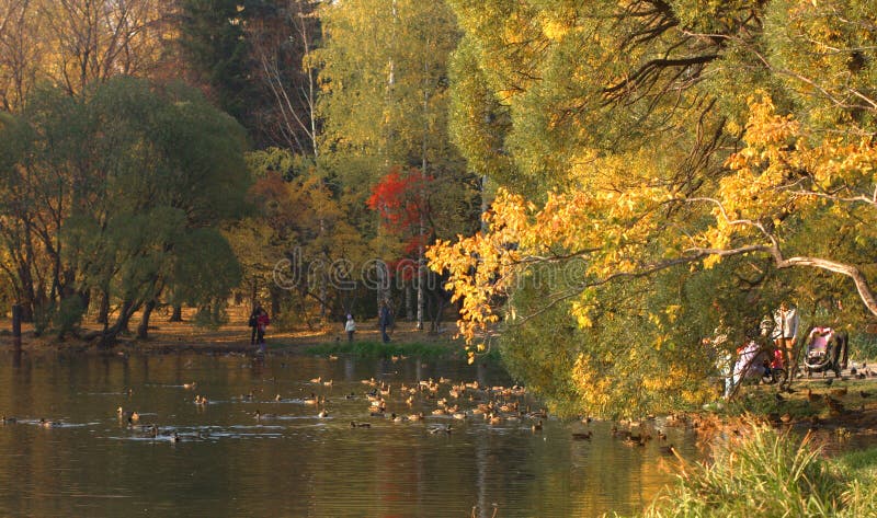 Beautiful autumn park stock photography