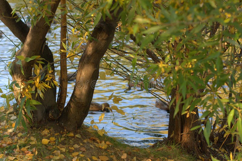 Beautiful autumn park stock image