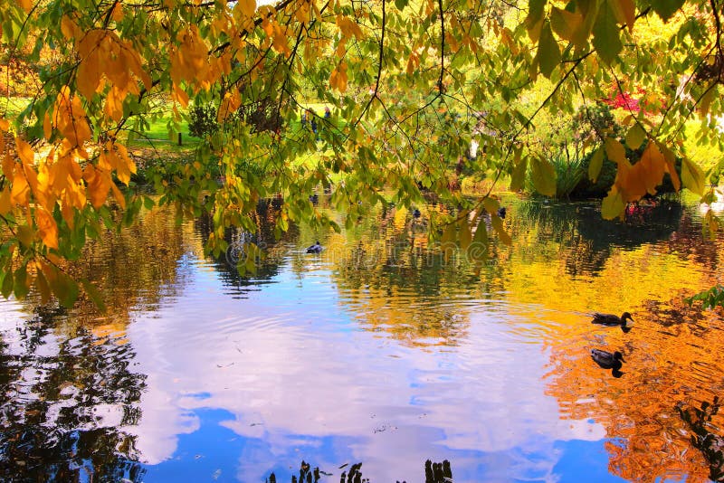 Beautiful Autumn Pond With Ducks And Trees Reflected In Water Stock ...