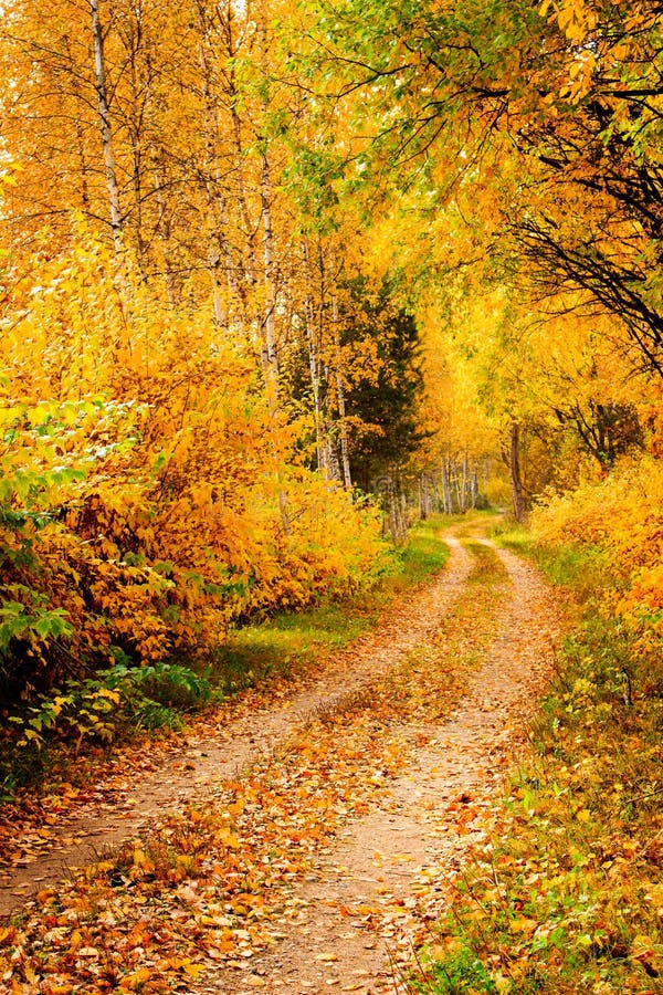 Autumn road stock image. Image of fall, lane, fallen - 19117657