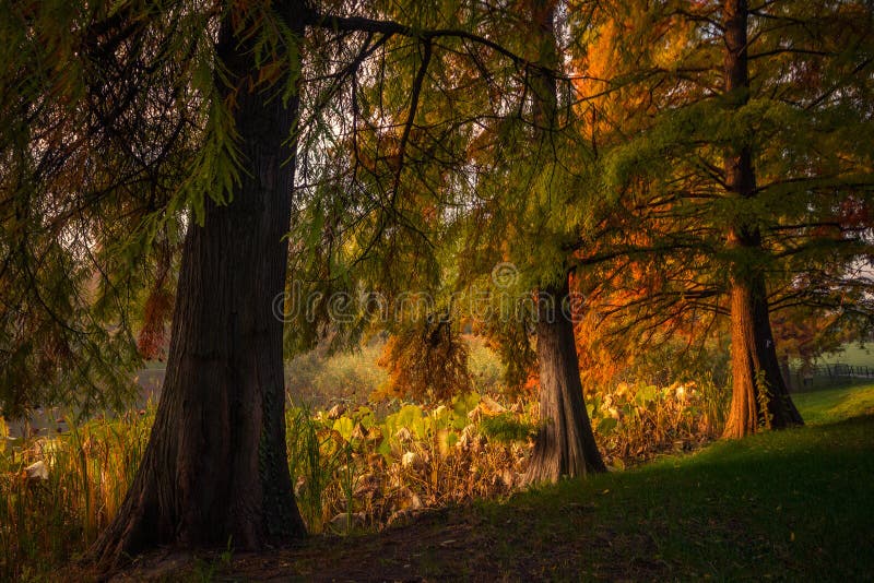 Beautiful autumn scene with trees in the morning in the park near the lake stock photo Beautiful autumn scene with trees in the morning in the park near the lake stock photo