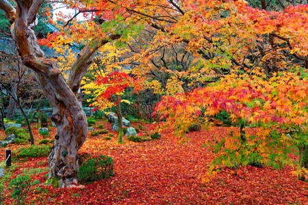 1,922,625 Colorful Tree Stock Photos - Free & Royalty-Free Stock Photos ...